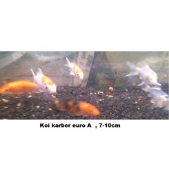 Koi Euro A mix